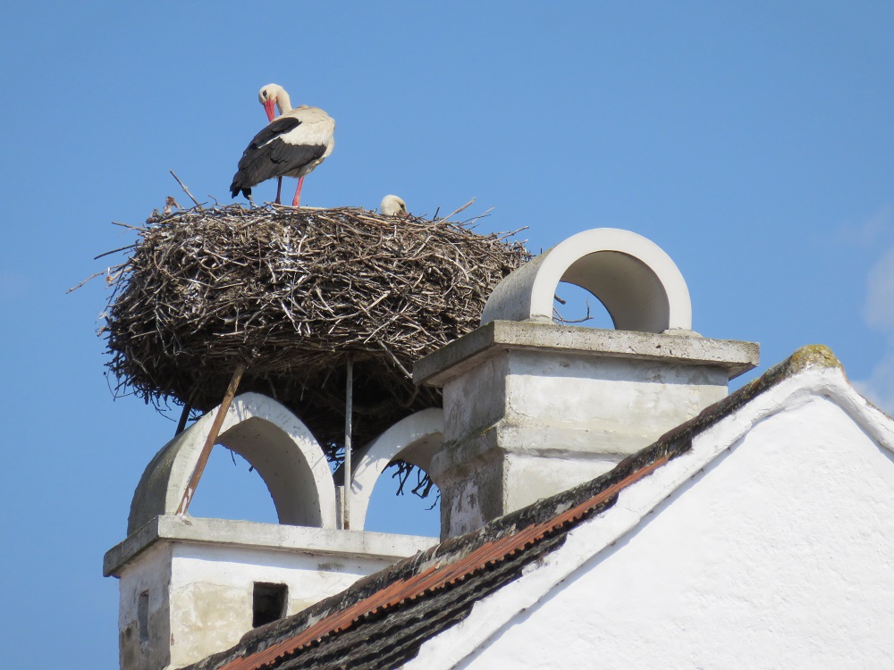 Ein Storch am Dach soll Glück bringen